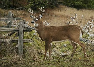 Between Woods and Fields - Deer by Patricia Pepin