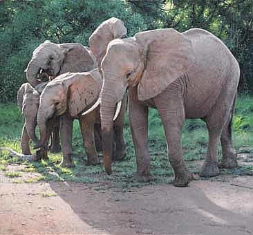 Samburu Elephant - Elephant by Patricia Pepin