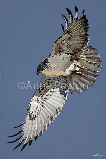 Air Supremacy - Ferruginous Hawk by Anne Peyton