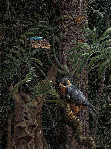 ORANGE-BREASTED FALCON & GRENADA MORPHO - Orange-breasted Falcon & Grenada Morpho by Carel Brest van Kempen