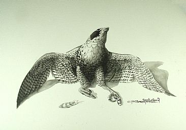 STARGAZING--PEREGRINE FALCON - Peregrine Falcon by Carel Brest van Kempen