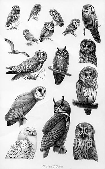   Owls. From Harper and Row's Complete Field Guide to North American Wildlife -  by Stephen Quinn