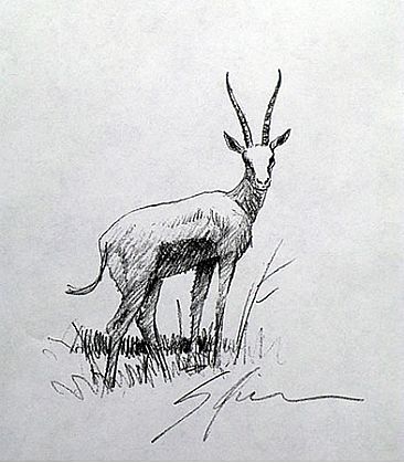 Thompson's Gazelle -  by Stephen Quinn