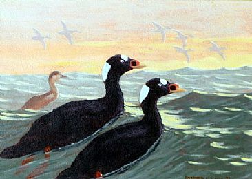 Surf Scoters off Montauk Point - Surf Scoters in the waters off Montauk, New York by Stephen Quinn