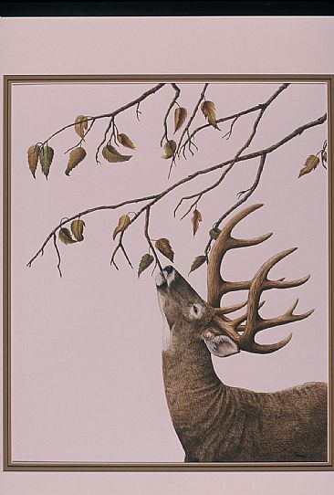 Making his Mark - Deer by Cindy Gage
