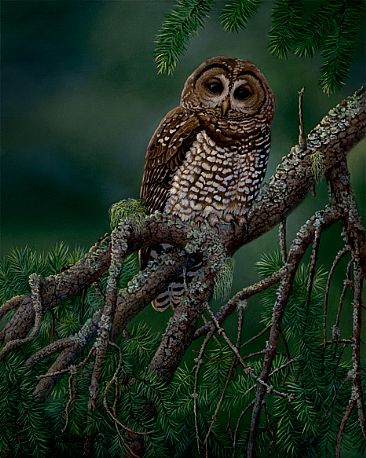 Denizen of the Old Growth Forrest - Spotted Owl by Yvette Lantz