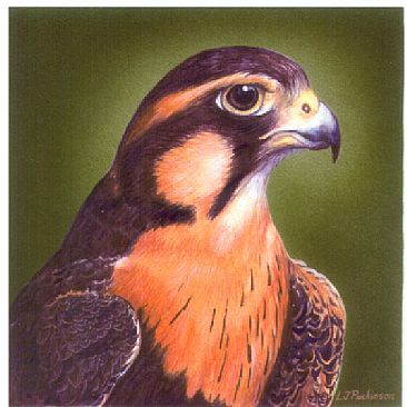 Aplomado Falcon Portrait -  by Linda Parkinson