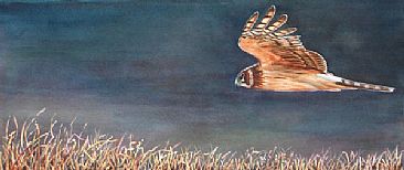 Low Glider - Northern Harrier by Linda Parkinson