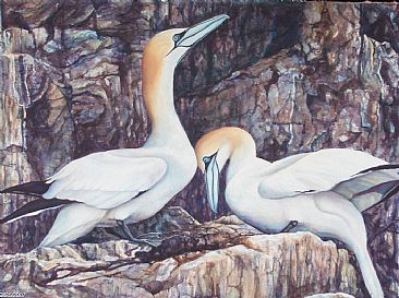 The Promise - Northern Gannets by Linda Parkinson