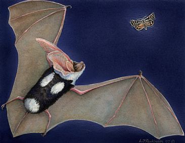 Night Flyers  - Spotted Bat & Blake's Tiger Moth by Linda Parkinson
