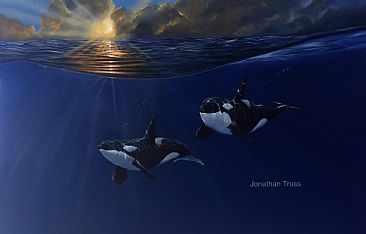 Pacific Dawn - Orca by Jonathan Truss