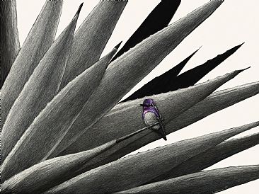 Brian - Costa's Hummingbird by Diane Versteeg