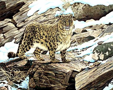 The Most Beautiful Predator - Snow Leopard by Kenneth Helgren