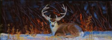 Snow Mulie - Mule Deer Buck by Betsy Popp