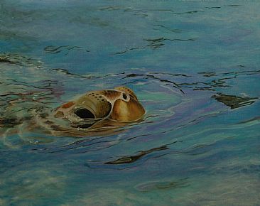 Peek-A-BOO - Green Sea Turtle by Betsy Popp