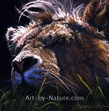 Sleepy Head - African Lion by Deb Gengler-Copple