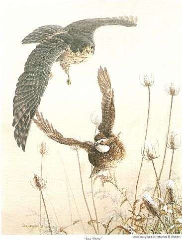 In a Flurry - peregrine falcon and quail by Christopher Walden