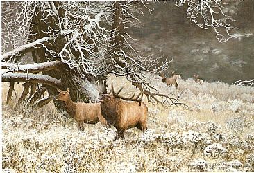 Morning Sage Elk - Elk by Christopher Walden