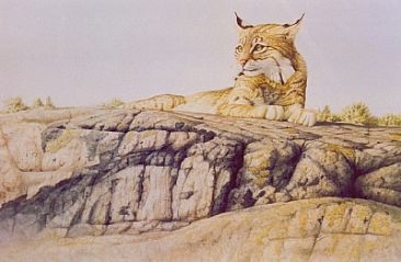 Afternoon Rest - Bobcat by Arnold Nogy