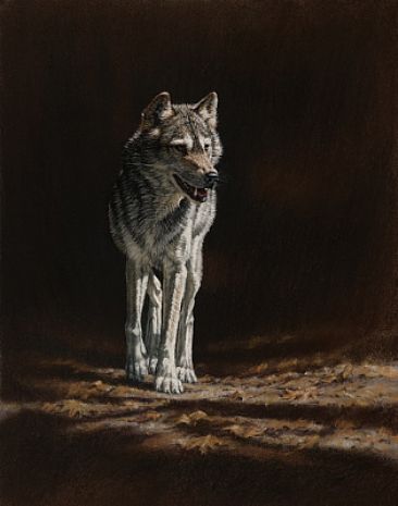 Ribsy - Timber Wolf by Arnold Nogy