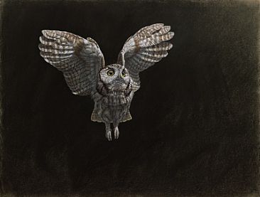 Evening Hunt - Screech Owl by Arnold Nogy