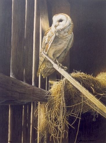 The Noble - Barn Owl by Arnold Nogy