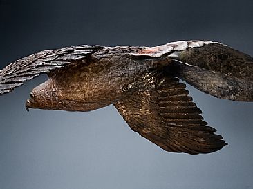 Headin' Home - Red Tail Hawk by Brent Cooke