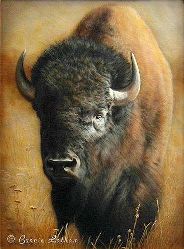 Back Off - American Bison - Bison by Bonnie Latham