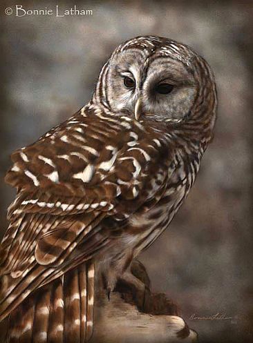 Watching - Barred Owl - Barred Owl by Bonnie Latham