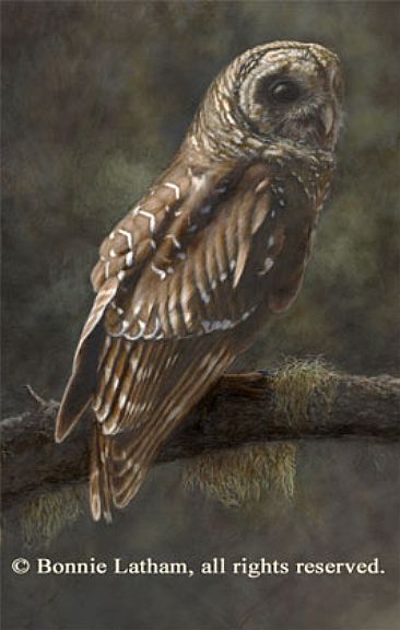 Forest Hunter - Barred Owl by Bonnie Latham