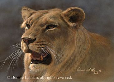 Lioness - Lion by Bonnie Latham