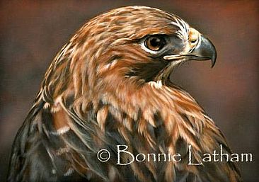 The Glance - Red-tailed Hawk by Bonnie Latham