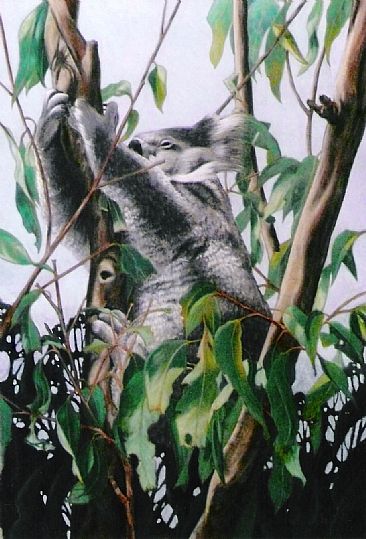 Room with a View - Koala by Sandra Temple