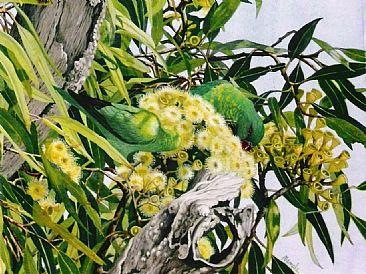 The Feast - Scaly breasted lorikeets (threatened) by Sandra Temple