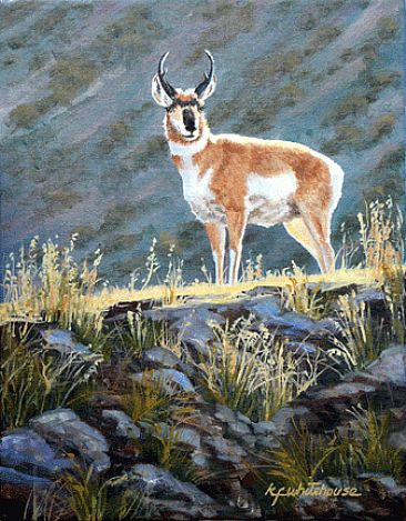 Backlit Antelope - Antelope buck on hillside by Kitty Whitehouse
