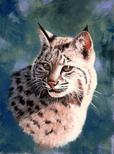 Baily the Bobcat - Bobcat by Kitty Whitehouse