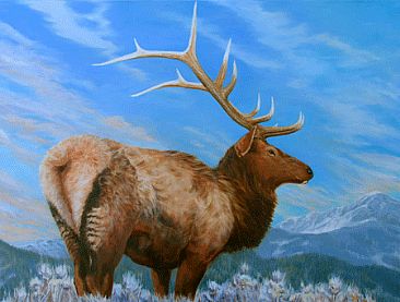 The Survivor - Elk - Bull Elk by Kitty Whitehouse