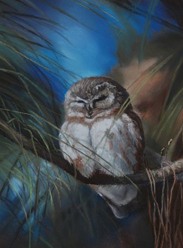 The Sleep Before the Chase - saw-whet owl by Debbie Hughbanks
