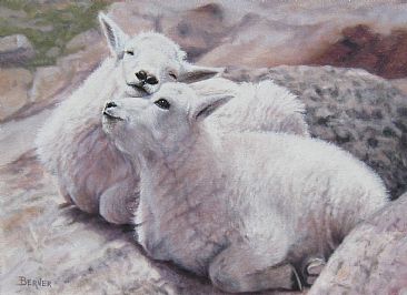 The Kids on Mt. Evans - Mountain Goat Kids snuggling on Mt. Evans in Colorado by Sally Berner