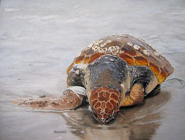Washed Up - SOLD - Loggerhead Turtle by Sally Berner