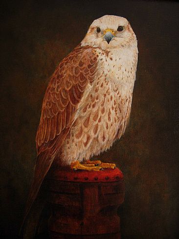 Saker Falcon - Saker Falcon by Lauren Bissell