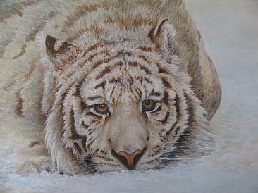 Just Give Me Half A Chance - white tiger by Lauren Bissell