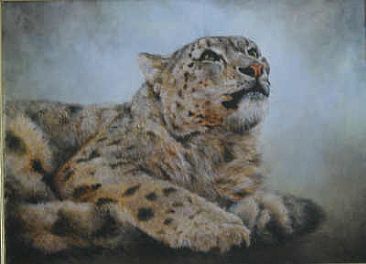 Snow Leopard-Binu - snow leopard by Lauren Bissell