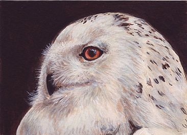 Snowy Owl - Snowy Owl by Lauren Bissell