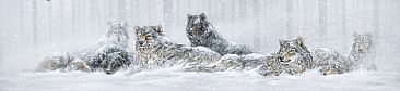 Winter Wonderland - Gray Wolf by Curtis Atwater