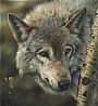 Silver and Gold - Wolf by Denis Mayer Jr. (2)