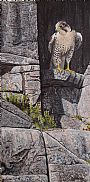 Cliff Hanger - Peregrine Falcon by Ron Plaizier (2)