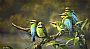 Savouring the Sunlight - Rainbow Bee Eaters by James Hough (2)