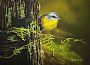 Yellow Dancer - Eastern Yellow Robin by James Hough (2)