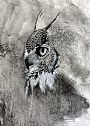 Thoughts - Great Horned Owl by Linda Harrison-Parsons (2)